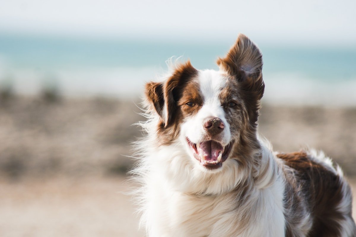 Pet-friendly TLA apartments near Ramstein Air Base